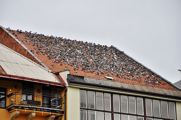 A2B Pest Control are able to install spikes to deter birds from roofs in Stamford. 