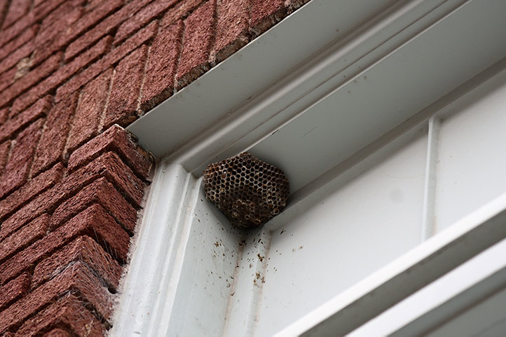 We provide a wasp nest removal service for domestic and commercial properties in Stamford.